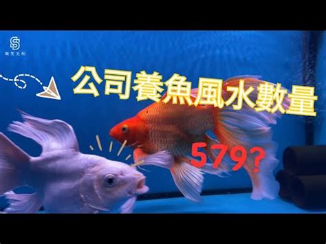 魚缸大小養魚數量|養魚秘訣：數量是關鍵